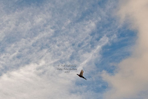 Pheasant Shooting Photography by Betty Fold Gallery